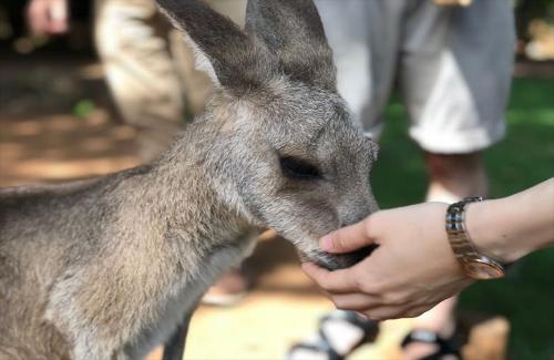 ≪カンガルーやワラビーに餌付けもできます！≫