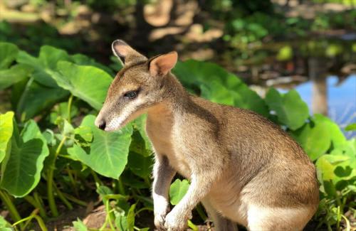 ≪動物園で触れ合えるワラビー≫