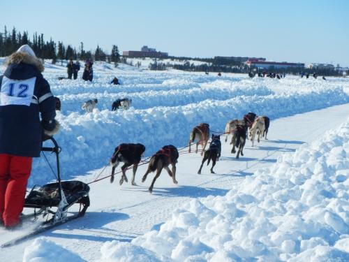*犬ぞり体験(オプションでご案内可能)(Ｃ)Ronne Heming/NWT Tourism(写真はイメージです)