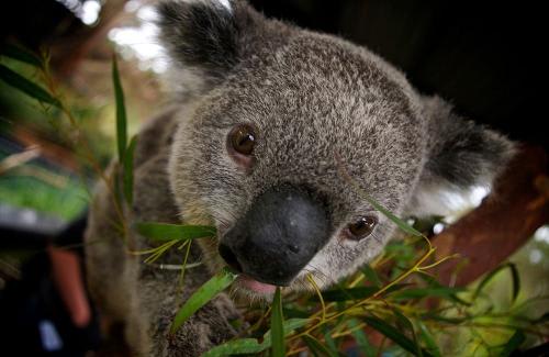 ≪オーストラリアでかわいいコアラと記念撮影！≫