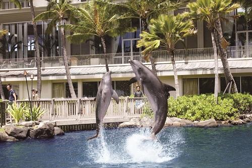■カハラホテル／DQO-Dolphins-leap