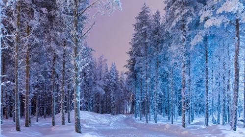 【ラップランド】美しい夜の雪景色