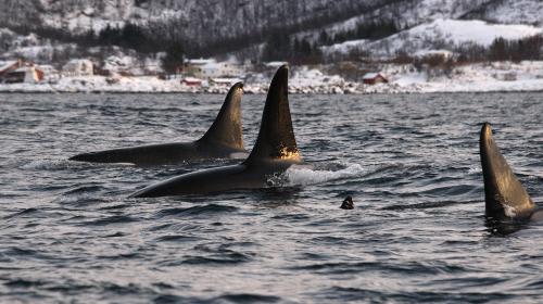 【トロムソ】クジラやシャチウォッチリストも楽しめます