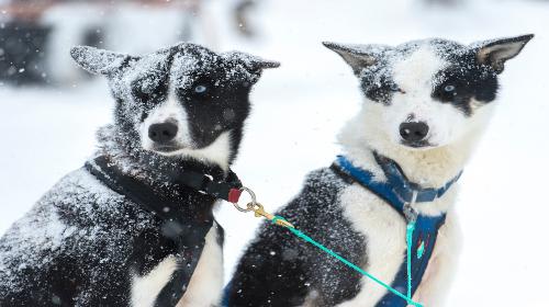 【トロムソ】ハスキー犬の犬ぞり体験