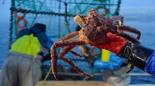 【ノルウェー】バレンツ海産のタラバ蟹(c)Norway King Crab Production_Hurtigruten