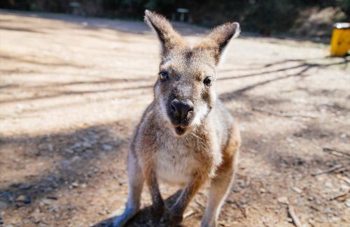 動物園でカンガルーと間近で触れ合える！(C)Tourism Australia