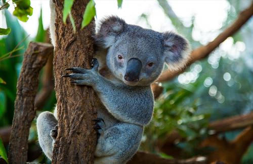 ワイルドライフシドニー動物園のコアラ（イメージ）(C)Tourism Australia