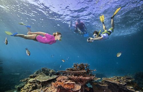 世界遺産のグレートバリアリーフでシュノーケリング（イメージ）(C)Tourism Australia