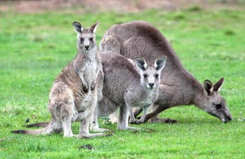 オーストラリア特有の動物カンガルーに会いに行こう！(C)Echidna Walkabout Nature Tours