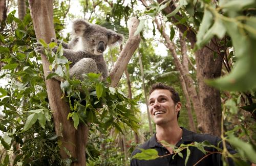 オーストラリアに行ったらかわいいコアラに会おう♪(C)Tourism Australia