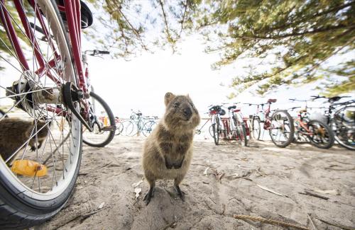 ≪パース≫サイクリングでクオッカに会いに行こう！(c)Tourism Western Australia