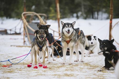 【ロバニエミ】サンタクロース村へハスキーに会いに行こう(C)Visit Rovaniemi