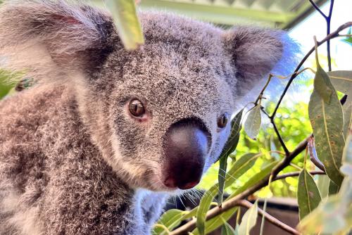 気軽に市内でコアラに会えるのが嬉しい室内動物園♪《社員撮影》