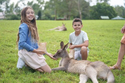 動物好きにはたまらない！ローンパイン・コアラ・サンクチュアリ(C)Tourism Australia