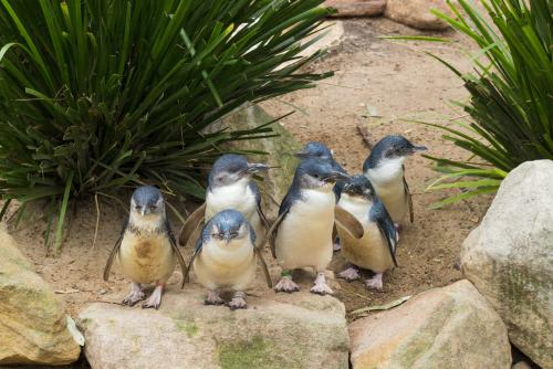 フィリップ島で野生のフェアリーペンギンが巣に変える様子はまるでパレード！