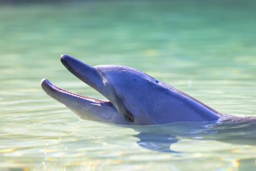 豊富な海の生物に会えるシーワールド！(C)Tourism Australia