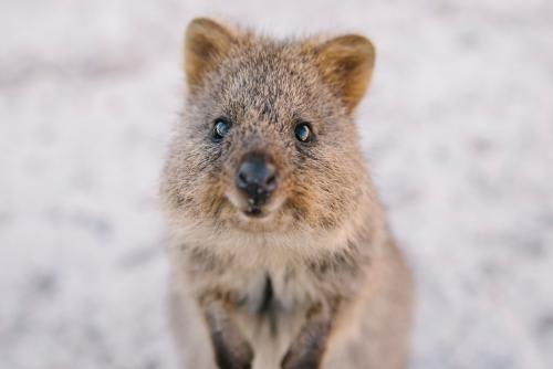 世界一幸せな動物クォッカに会いたい！！