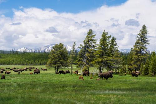 【ソルトレイクシティ】高確率で見られるイエローストーン国立公園の野生動物／イメージ(C)Scenic Airlines Japan