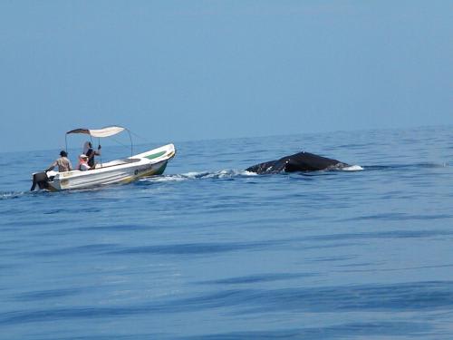 ホエールウォッチング　イメージ１