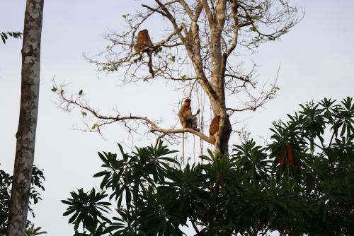 【コタキナバルオプショナルツアー】リバーサファリ/イメージ