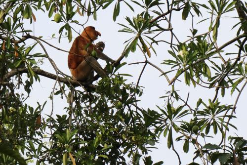 【コタキナバルオプショナルツアー】リバーサファリ/イメージ