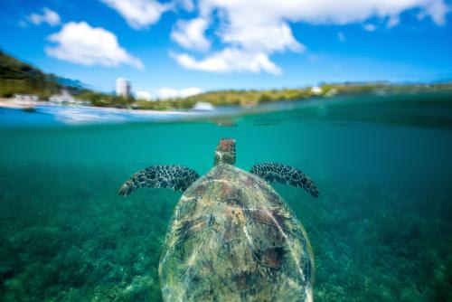 ≪ウミガメにも出会えるかも！≫