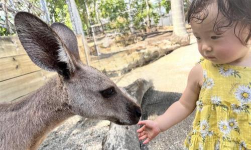 カンガルーにも接近♪／ワイルドライフ・ハビタット