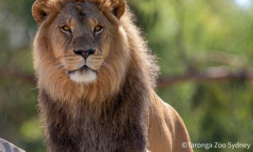 ライオンを始め、オーストラリア固有の動物にも会うことができます♪／タロンガ動物園