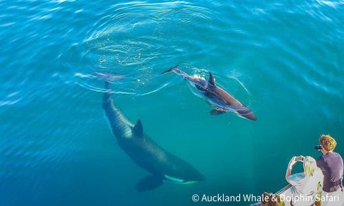 海洋生物サファリクルーズ/イメージ (C) Auckland Whale & Dolphin Safari