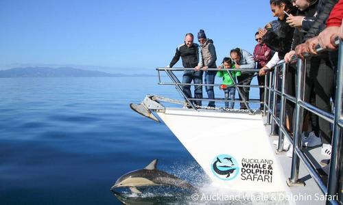 海洋生物サファリクルーズ/イメージ (C) Auckland Whale & Dolphin Safari