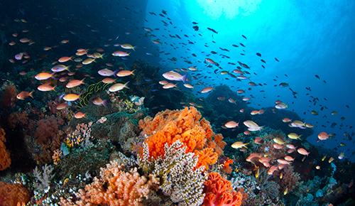 離島の海でダイビング体験♪