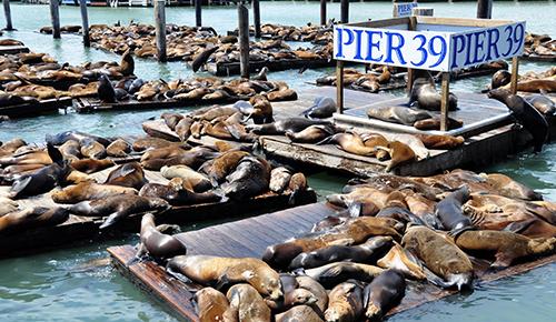 *ピア39の名物！アシカの群れ