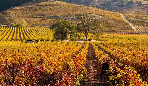 *ナパバレーで自然を満喫