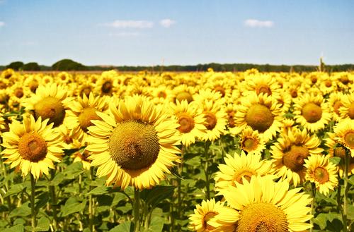 【セビーリャ】アンダルシアのひまわり（イメージ） 