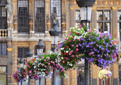 【ブリュッセル】花で飾られた街並み（イメージ）