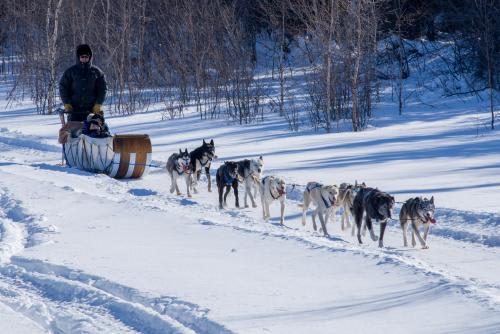 *犬ぞり体験（オプショナルツアー）　(C)Aurora Village