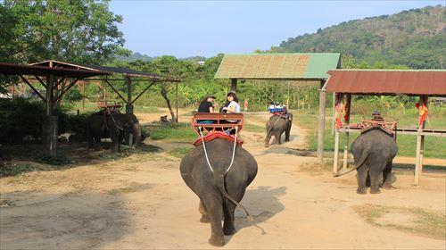 プーケット象乗り/写真提供：タイ国政府観光庁