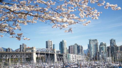 *バンクーバーの桜　(C)Destination BC/Photographer