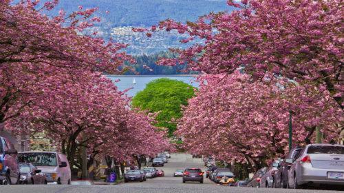 *バンクーバーの桜　(C)Vancouver Cherry Blossom Festival