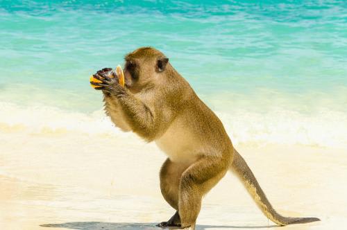 ピピ島　写真提供：タイ国政府観光庁