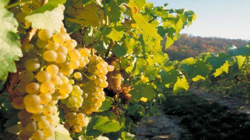 *ナイアガラ・ワイナリー（イメージ）　写真提供：オンタリオ州観光局