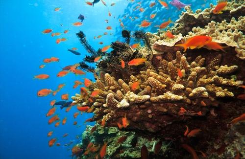 ≪ハミルトン島の美しいサンゴ礁たち≫