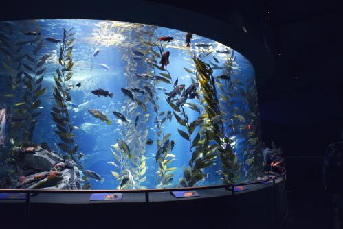 *リプレー水族館　写真提供：オンタリオ州観光局