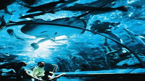underwater world singapore(イメージ)