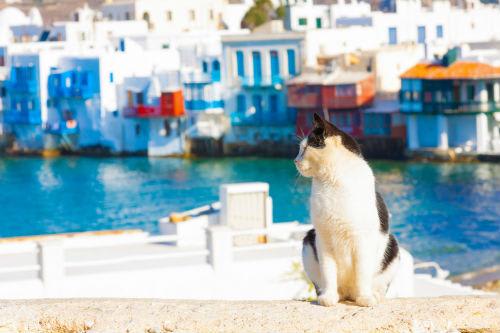 港にはかわいらしい猫もいっぱい！ミコノス島（イメージ）