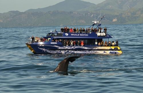 ≪15ｍにもなる巨大なマッコウクジラが見れるホエールウォッチングクルーズ≫