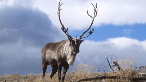 *野生動物 (写真提供:ユーコン準州観光局)