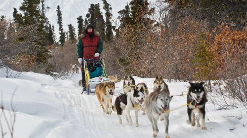 *犬ぞり体験(写真提供:ユーコン準州観光局)