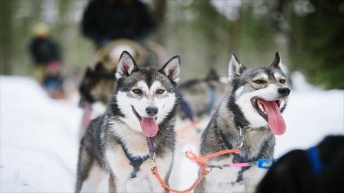 犬ぞりのオプショナルツアーもございます！(イメージ)／(C)Juho KuvaVISIT FINLAND