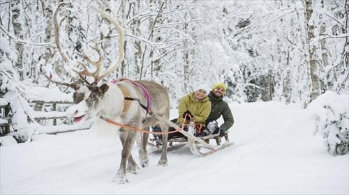 トナカイぞり(イメージ)／(C)Juho KuvaVISIT FINLAND